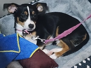 Chihuahua – Chihuahua puppy – Tempe
