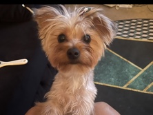 looking for her forever home 