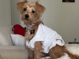 Poodle - poodle for sale  available for adoption in Hamilton