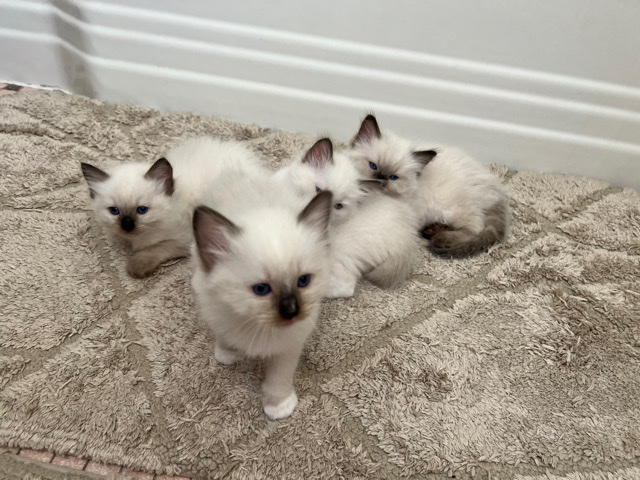 Ragdoll – pure breed ragdoll kittens