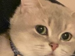 Weiß schwarze katze