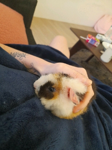 Any – 8 week old male guinea pig