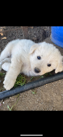 Great Pyrenees – Great Pyrenees