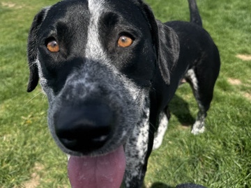 Australian Cattle Dog – Need a Loving Home for Ruby – Noblesville