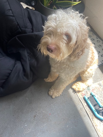Poodle – Cockapoo needs new home