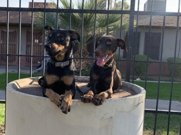 Doberman Pinscher – Athena & Khaotic’s Litter – Phoenix