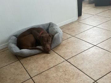 American Pit Bull Terrier – 🐶 9 Month Old Loving Puppy – Needs a New Forever Home 🐶 – Orlando