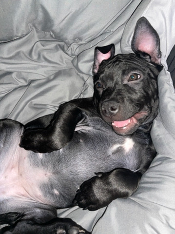 Pitbull Bully
