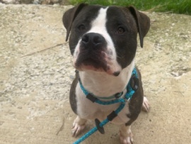 American Pit Bull Terrier – new a new home – Nashville