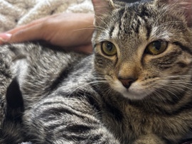 Russian White, Black and Tabby – branch – Mableton
