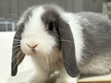 Holland Lop – Holland Lop Rabbit for Rehoming – 新加坡