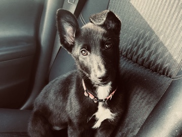 German Shepherd – German shepherd Puppy