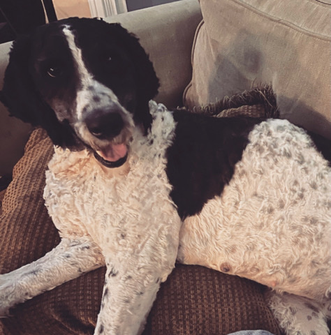 Bernedoodles!
