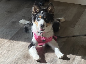 Australian Shepherd – 🐾 Rehoming 4-Month-Old Australian Shepherd Puppy – “Koda” 🐾 – El Paso