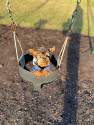 Yorkshire Terrier – Looking for a new home