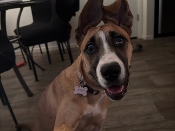Boxer – Boxer/Husky mix – Tucson