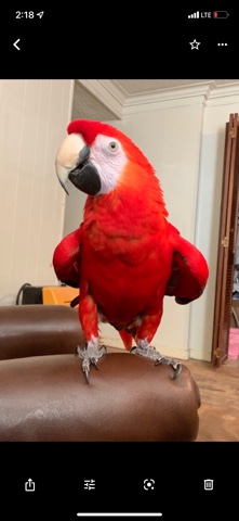 parrot – Scarlet macaw parrot