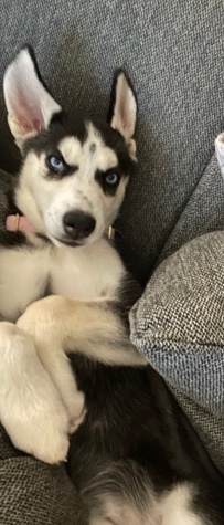 Siberian Husky – siberian husky (REHOME ASAP PLEASE )