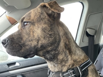 Mastiff – rehoming dog – Hamilton