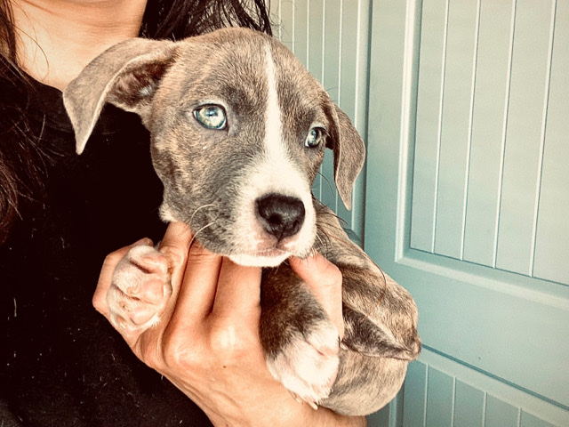 bluenose / brindle pitbull