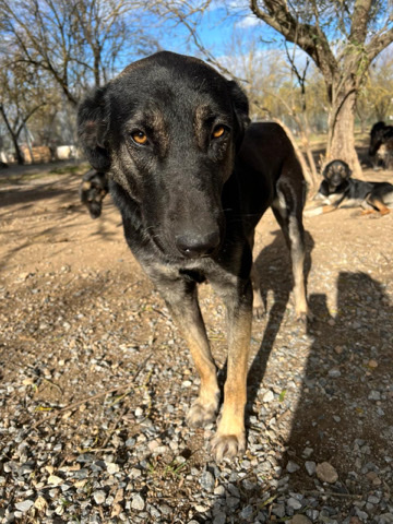Afrika looking for a home