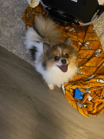 Pomeranian – Adult Tri Pomeranian