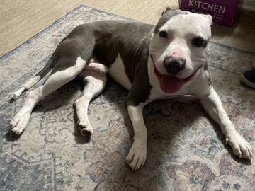 American Pit Bull Terrier – very friendly loving pitbull – Phoenix