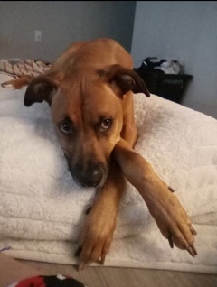 Rhodesian Ridgeback – rehoming ruca