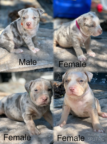 American Pit Bull Terrier – American bully