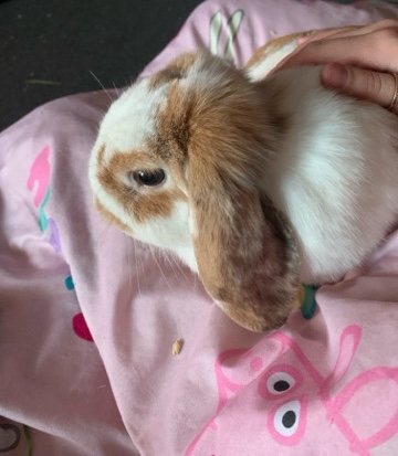 rabbit and small animal sanctuary