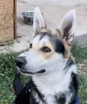German Shepherd – Looking to Rehome Energetic Dog