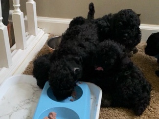 Poodle – 9 wks old Toy Poodles $800 – Tucker