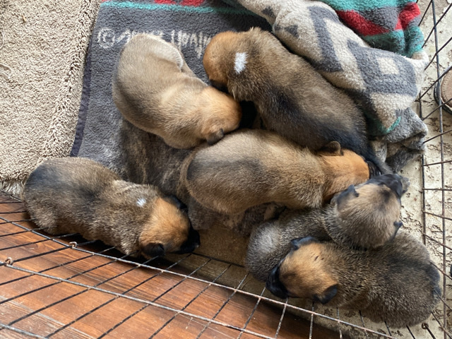 Boxer – puppies for sale
