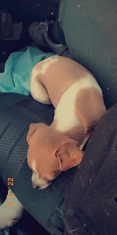 Chihuahua – Chiquito