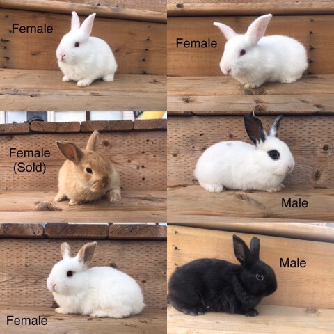 Rex – Baby Bunnies for Sale