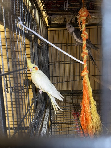 Cockatiel – Cockatiel