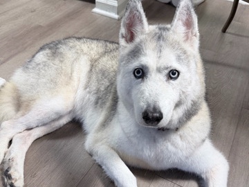 Siberian Husky – Attica Mae Needs A Home – McDonough