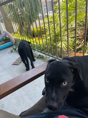 Labrador Husky – rehoming 2 male puppies