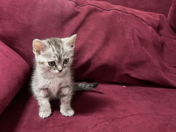 Sokoke – Scottish Straight Kitten – West Chester