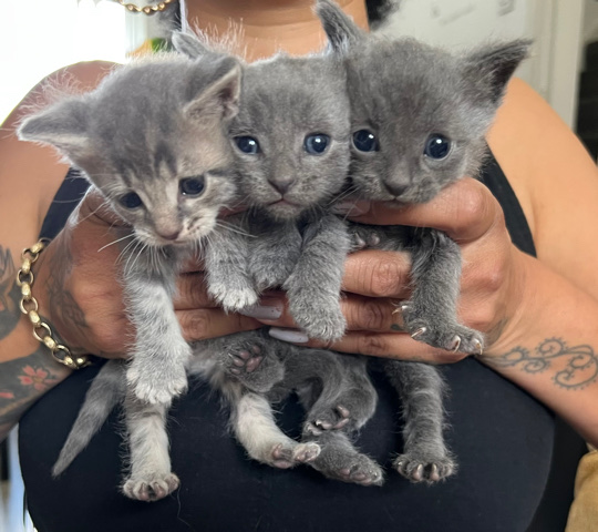 Russian White, Black and Tabby – Russian blue/stripped kittens boys/girls