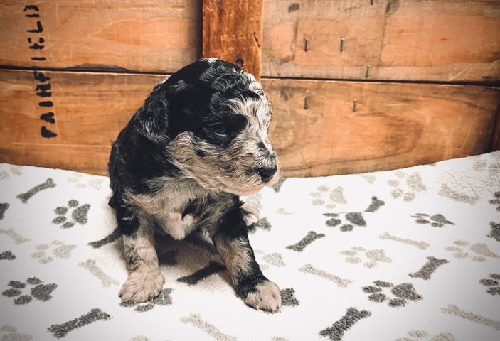 Miniature Australian Shepherd – Mini Aussiedoodles