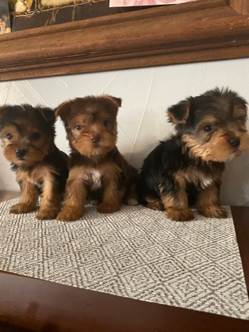 Yorkshire Terrier – yorkshire terrier puppies