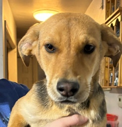 German Shepherd – sweet puppies – Sherwood