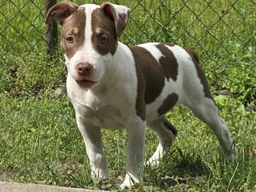 American Bulldog – AMERICAN BULLY PUPPIES – Niles