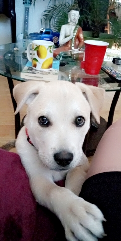 Siberian Husky – husky pit