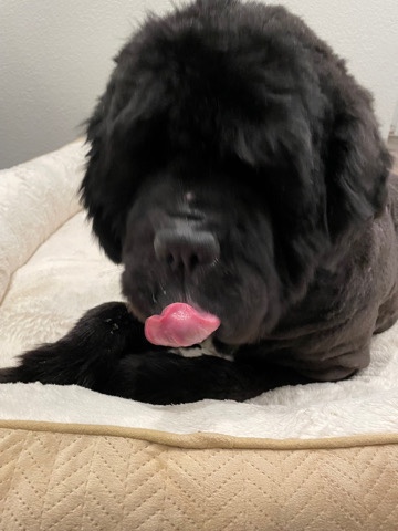 Newfoundland – 2 year old Newfoundland