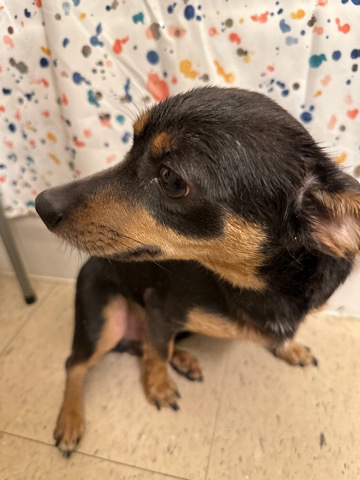 Chihuahua – Chihuahua needs a loving home