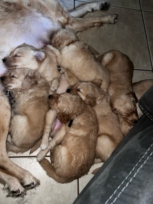 Golden Retriever – golden retriever