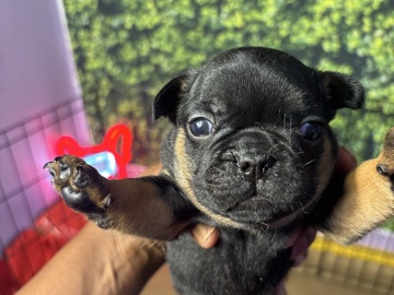 French Bulldog – Female French Bull dogs – Los Angeles