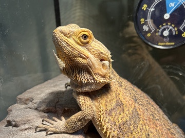 Lizard – Bearded Dragon with enclosure, everything included – Rancho Cordova
